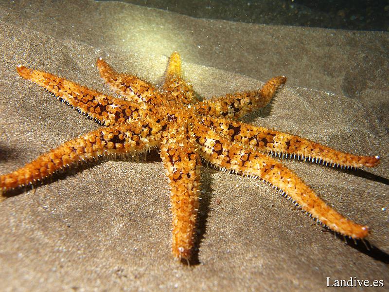 Estrella de brazos multiples ( Coscinasterias tenuispina )2.jpg - OLYMPUS DIGITAL CAMERA